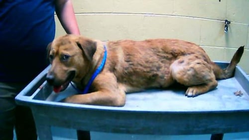 ROLO - Labrador Retriever for adoption in Broken Arrow
