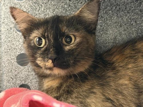 KYOSHY - Domestic Short Hair available for adoption
