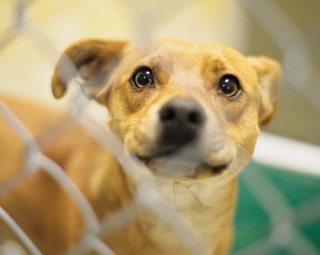 BOBBIE - Pit Bull Terrier available for adoption