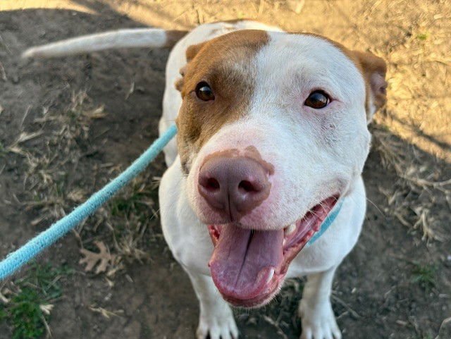 BITZ - Pit Bull Terrier available for adoption