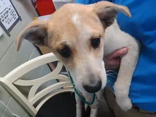 CHURRO - Labrador Retriever available for adoption