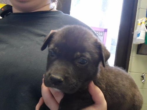 HADES - Pit Bull Terrier available for adoption