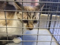SCAMP - Photo 1