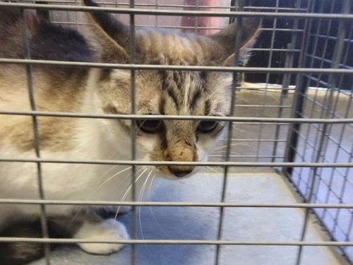 SCAMP - Siamese for adoption in Tulsa