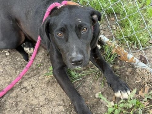 MISS BLAQUE - Labrador Retriever available for adoption
