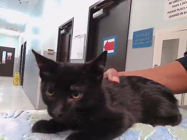 BEASTBOY - Domestic Short Hair available for adoption