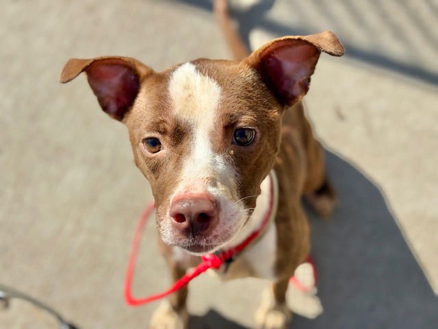 SASSY - Pit Bull Terrier available for adoption