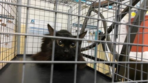DR.DRE - Domestic Medium Hair for adoption in Tulsa