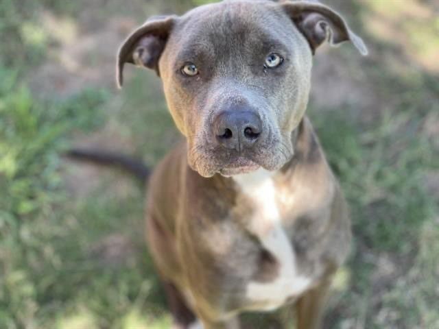 BULL - Pit Bull Terrier available for adoption