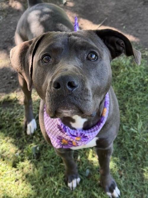 TAMMY - American Bulldog available for adoption