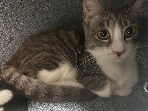 DR PEPPER - Domestic Short Hair available for adoption