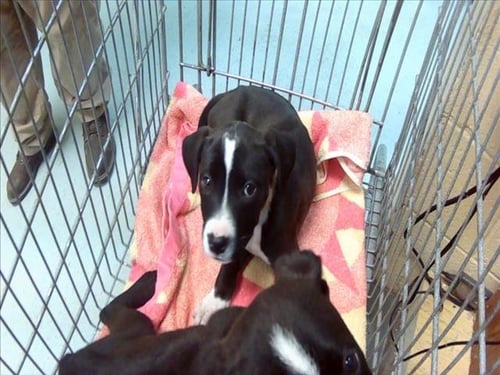 BETTA - Labrador Retriever for adoption in Broken Arrow