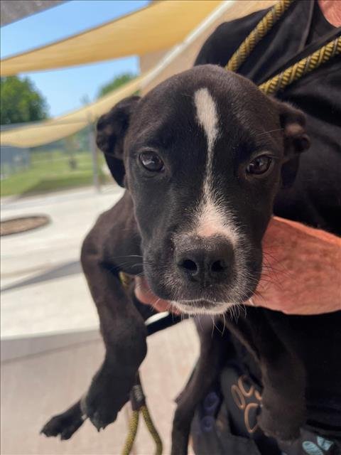 BETTA - Labrador Retriever available for adoption