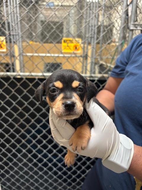 MANACOTTI - Doberman Pinscher available for adoption