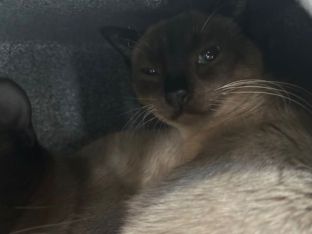 BRAD - Domestic Short Hair available for adoption