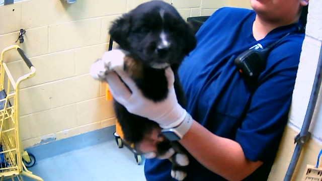 BENEDICT - German Shepherd Dog available for adoption