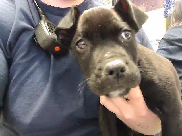 STRAWBERRY - Pit Bull Terrier available for adoption