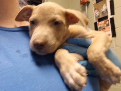 ORION - Pit Bull Terrier available for adoption