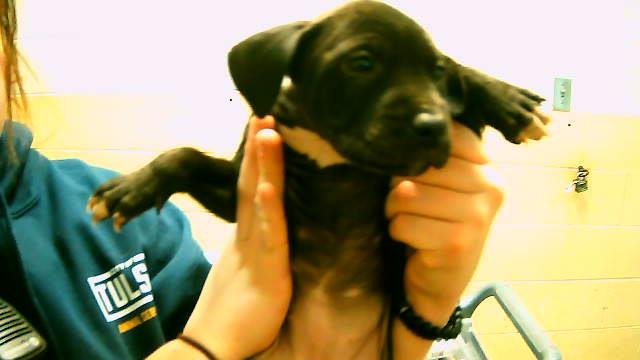 WRENCHLY - Pit Bull Terrier available for adoption