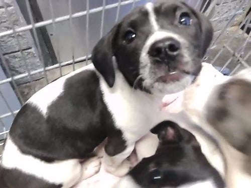 BANJO - Staffordshire Bull Terrier available for adoption