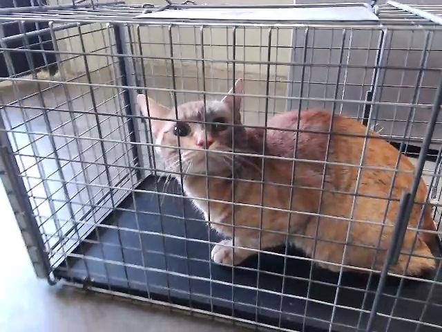 BUDDY - Domestic Short Hair available for adoption