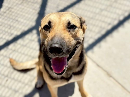RAYMOND - German Shepherd Dog available for adoption