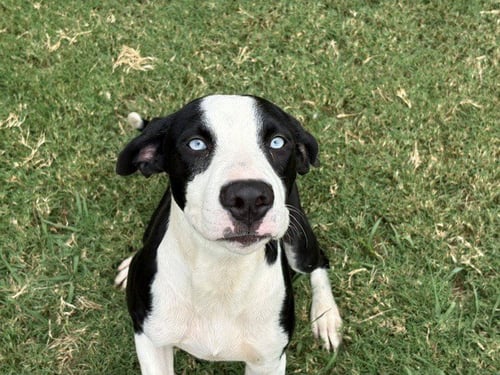 LUFFY - Pit Bull Terrier available for adoption