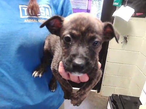 JOSH - Australian Cattle Dog/Blue Heeler / German Shepherd Dog available for adoption