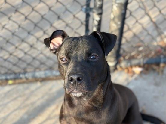 PICCOLO - Pit Bull Terrier available for adoption