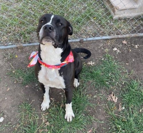 THATCH - Pit Bull Terrier available for adoption