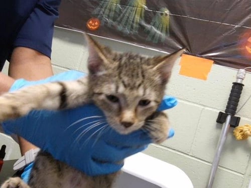 BELLA - Domestic Short Hair available for adoption