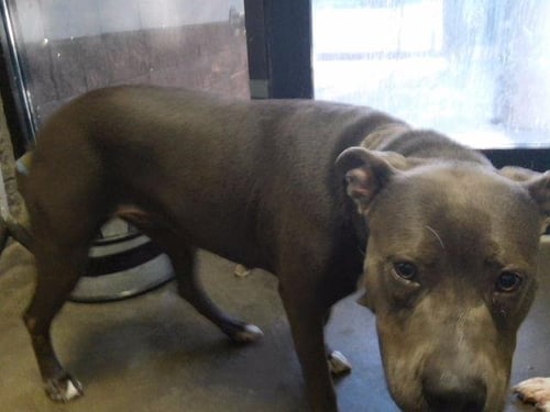BLUE MAYNE - Pit Bull Terrier available for adoption