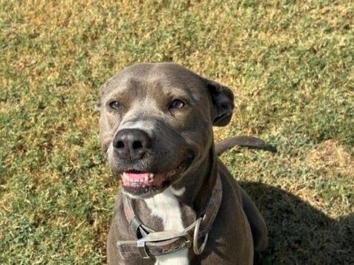 BLUE MAYNE - Pit Bull Terrier available for adoption