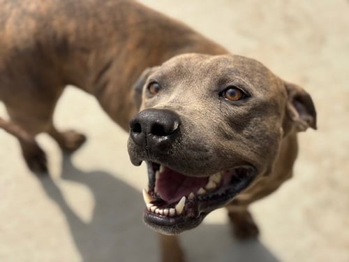 SID - Pit Bull Terrier available for adoption
