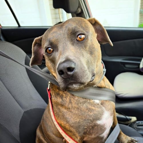 SID - Pit Bull Terrier for adoption in Broken Arrow