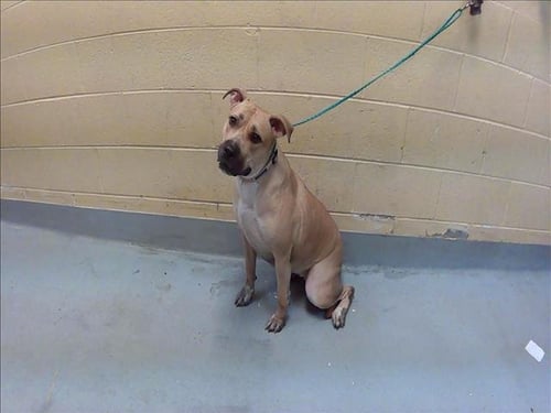 MINKA - Pit Bull Terrier available for adoption