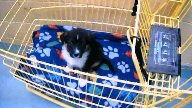 CHESTNEY - German Shepherd Dog available for adoption