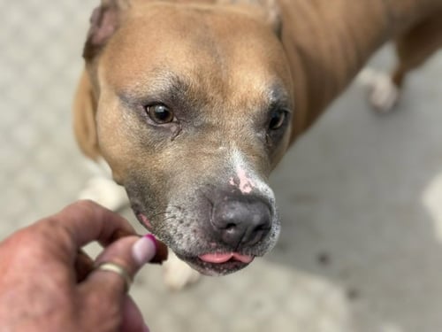 BUTTERCUP - Pit Bull Terrier available for adoption