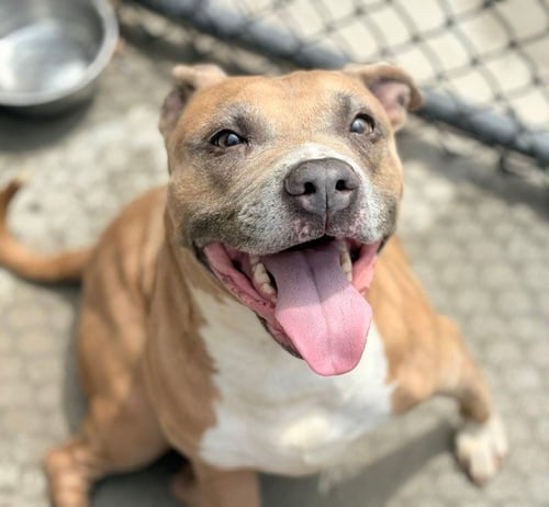 BUTTERCUP - Pit Bull Terrier available for adoption