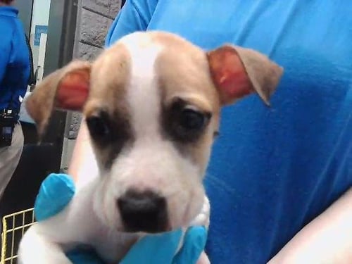 NIA - Pit Bull Terrier available for adoption