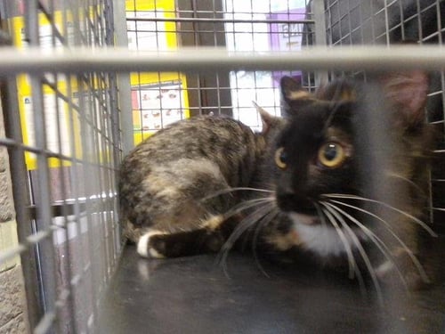 A185184 - Domestic Medium Hair available for adoption