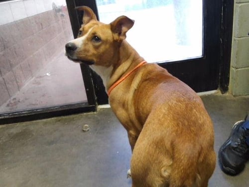 HAPPY - Pit Bull Terrier available for adoption