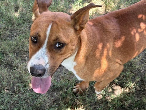 HAPPY - Pit Bull Terrier available for adoption