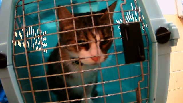 JENSON - Domestic Short Hair available for adoption