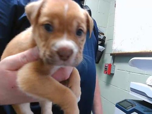 CLOVER - Labrador Retriever available for adoption