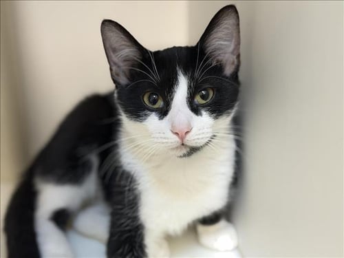 ARLO - Domestic Short Hair available for adoption