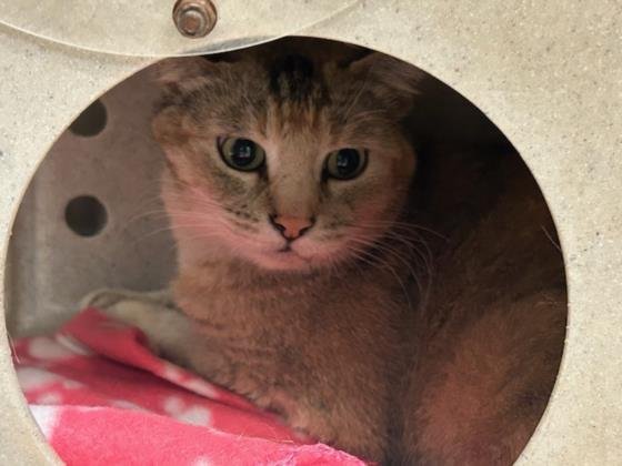 BLOSSOM - Domestic Medium Hair available for adoption