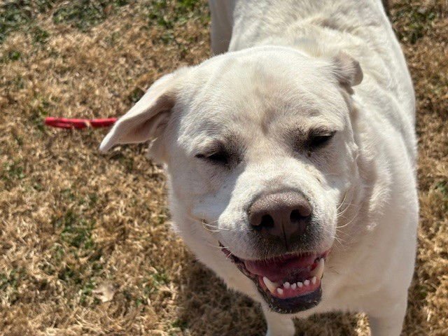 BIG FRANK AKA BODIE - Labrador Retriever available for adoption