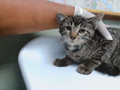 RINGO STARR - Domestic Short Hair for adoption in Broken Arrow