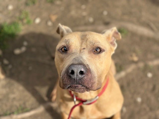 BROCK - Pit Bull Terrier available for adoption